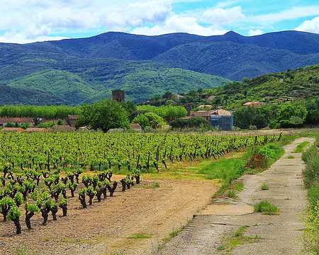PXL113 Grenaches et Syrah bien exposés.