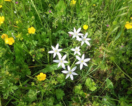 PXL022 Ornithogale en ombelle ou Dame d'onze heures