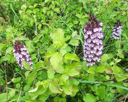PXL034 Orchis pourpre