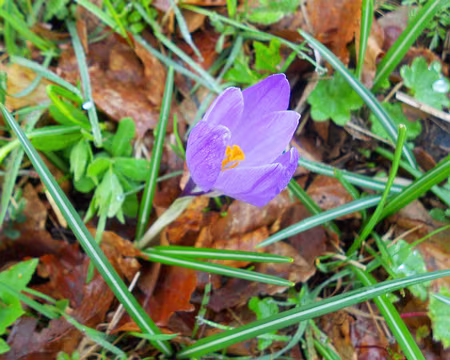 PXL048 J4 - Crocus