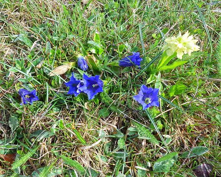 PXL049 Gentianes de Koch et orchis provincialis