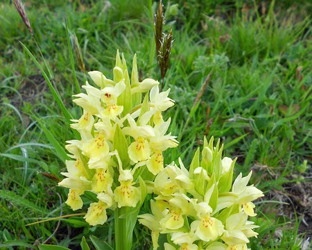PXL054 Orchis provincialis