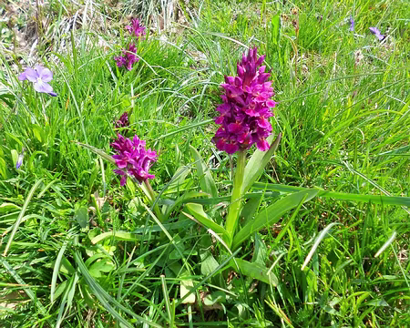 PXL055 Orchis mâle
