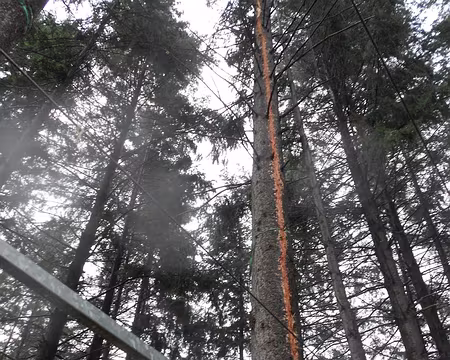 PXL078 Sous nos yeux, la foudre a parcouru le tronc de ce pin en laissant cette trace orangée