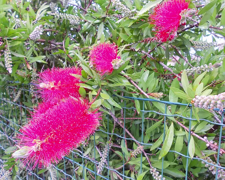 PXL105 Callistemon ou plante goupillon