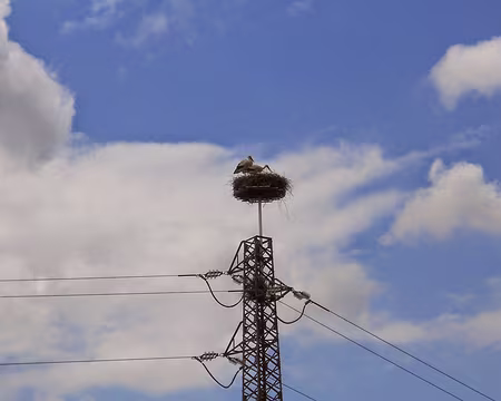 PXL159 Couple de cigognes