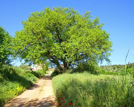 PXL203 Chêne de plus de 200 ans