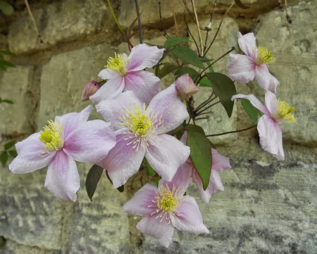 PXL025 Clématite, merci à Annie.