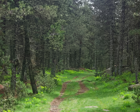 Balade dans la forêt Balade dans la forêt