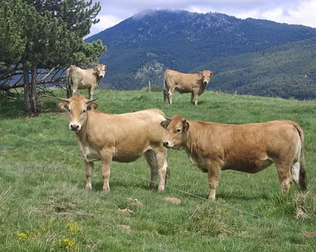 Scène champêtre Scène champêtre