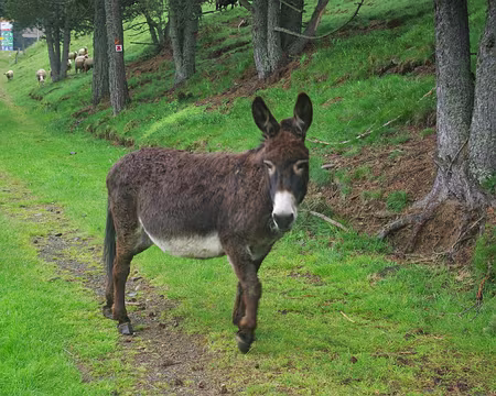 Scène champêtre Scène champêtre