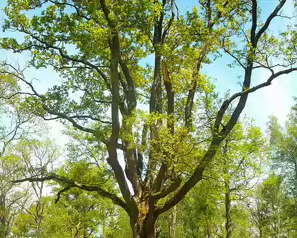 PXL005 Le chêne des Grès, 300 ans, 23 m de hauteur.