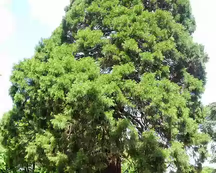 PXL006 séquoia