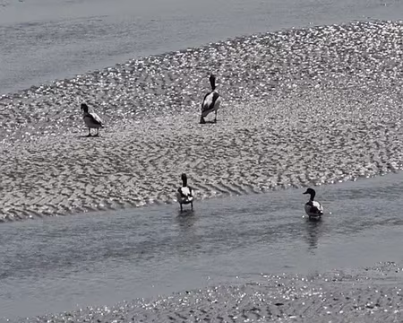 PXL072 Tadorne de Belon