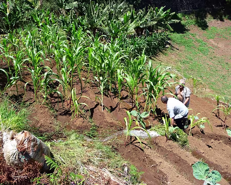 PXL006 J2-Porta da Cruz : Arrosage gratuit à partir de la levada