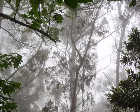 PXL012 J3 - Levada do Furado : Dans les nuages