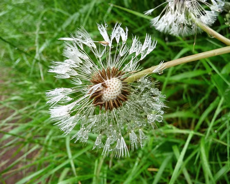 PXL023 Fleur de Pissenlit