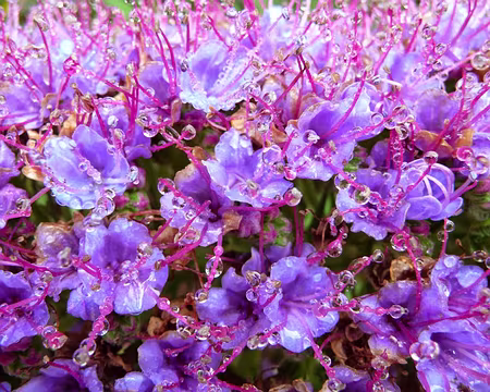 PXL026z1532 J4-Tunnel Pico Ruivo