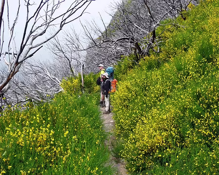 PXL041 J5 - Vereda da Encumeada (PR1.3 -920m) : Au milieu des genets