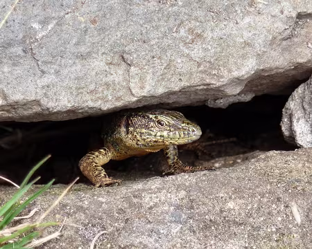 PXL042 J5 - Vereda da Encumeada : Un intrus sur mon territoire ?