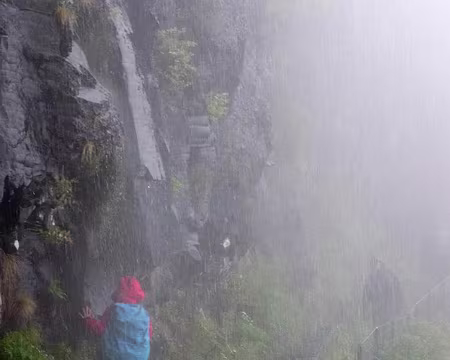 PXL043 J6 - Caminho do Pinaculo e Folhadal (PR17) : Environnement tropical