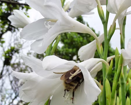 PXL049 J6 - Caminho do Pinaculo e Folhadal (PR17)