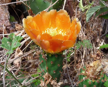 PXL054 J7-Levada do Lombo : Fleur de figue de barbarie