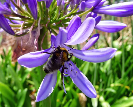 PXL055 J7-Levada do Lombo