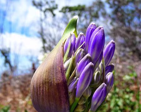 PXL056 J7-Levada do Lombo : Agapanthe bleue