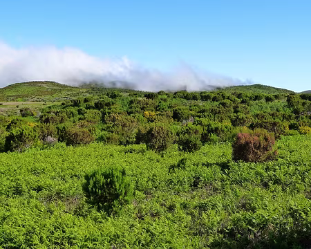 PXL057 J8 - En route pour le Pico Ruivo do Paul da Serra (1639m)