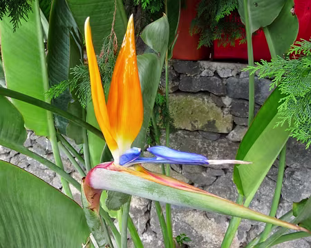 PXL068 J9-Porto Moniz : Faubourg de Porto Moniz - Estrelicia