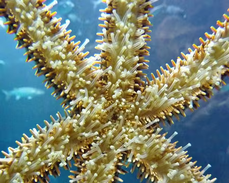 PXL073 J10-Repos Porto Moniz : Aquarium