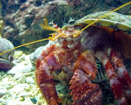 PXL074 J10-Repos Porto Moniz : Bernard l'hermite costaud