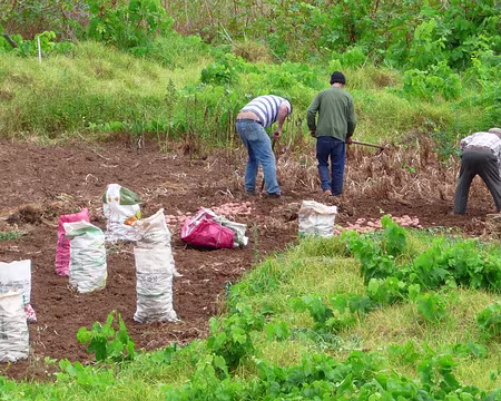 PXL075 J10-Repos Porto Moniz : Récolte de Pomme de Terre en ville
