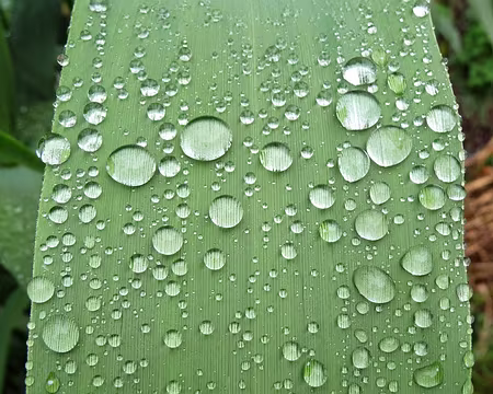 PXL085 J12-Levada do Curral