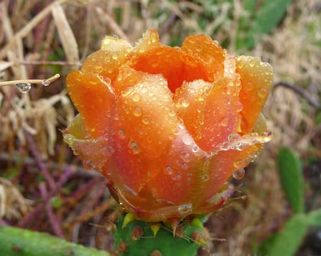 PXL086 J12-Levada do Curral : Fleur de figuier de barbarie