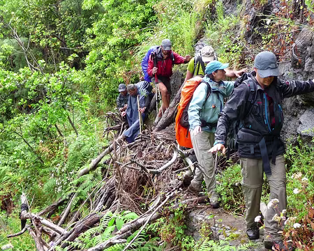 PXL104 J12-Levada do Curral : Obstacle végétal pour pimenter notre marche