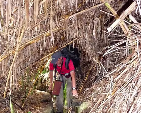 PXL107 J12-Levada do Curral : Canne à sucre en travers