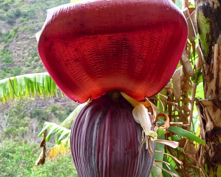 PXL113 J12-Levada do Curral : Fleur de bananier