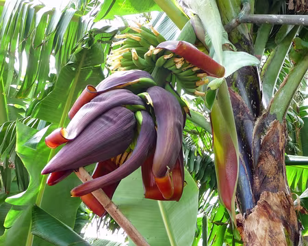 PXL114 J12-Levada do Curral : Régime de jeunes bananes