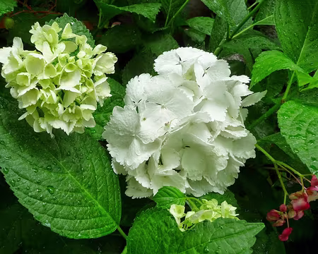 PXL115 J12-Levada do Curral - Trouvez l'araignée