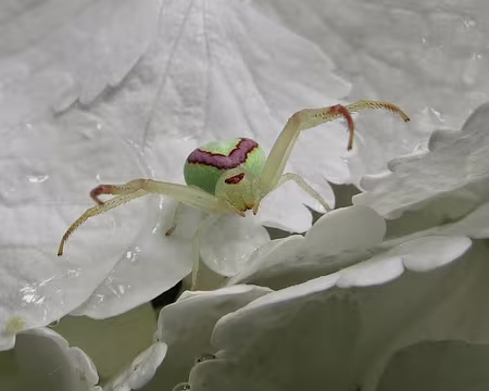 PXL116 J12-Levada do Curral - Coucou c'est moi !