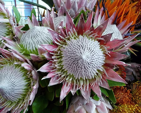 PXL123 J13-Funchal : Mercado dos Lavradores - Protea Cyranoides