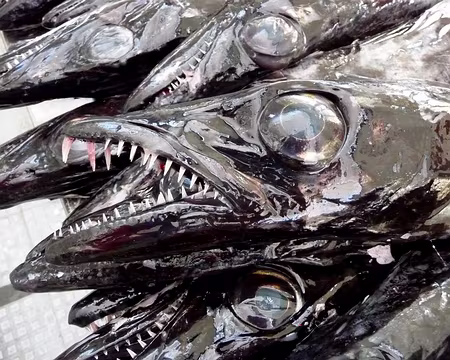 PXL126 J13-Funchal : Mercado dos Lavradores - Poisson Sabre 