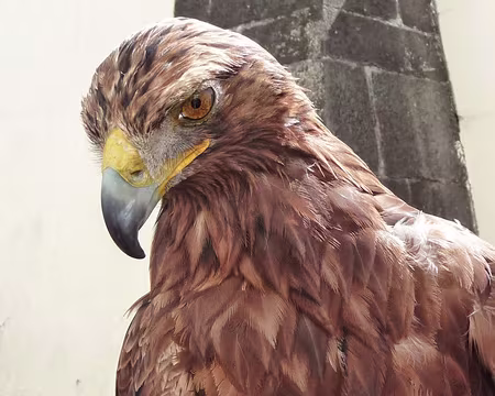 PXL133 J13-Funchal : Funchal - Rencontre inattendue