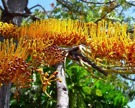PXL141 J13-Funchal : Jardin Botanique
