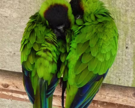 PXL143 J13-Funchal : Jardin Botanique