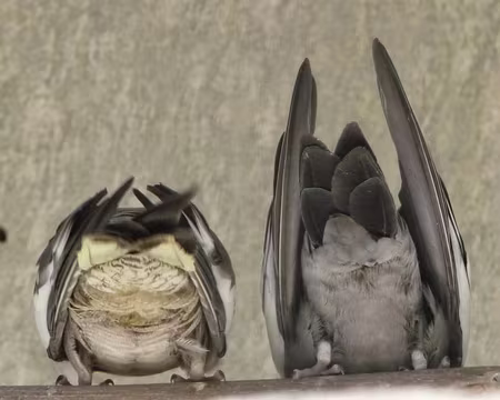 PXL144 J13-Funchal : Jardin Botanique - Tu veux ma photo ?