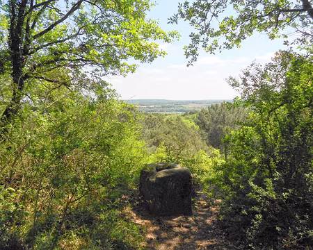 PXL007 Près de la Table du Roi, Montigny-sur-Loing. Merci à Annie.