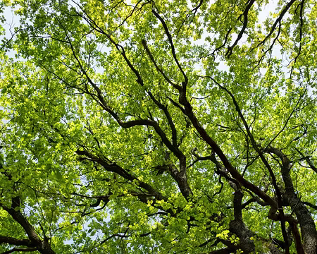 007 Forêt de Rambouillet